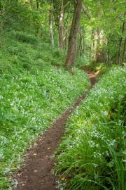 Coast Path Richtung Foreland