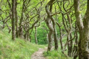 Weg von Countisburg nach Watersmeet