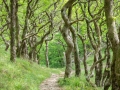 Weg von Countisburg nach Watersmeet