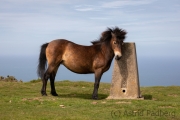 Exmoor-Pony