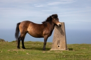 Exmoor-Pony