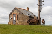 Exmoor-Pony