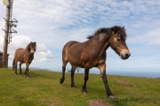 Exmoor-Pony