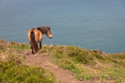 Exmoor-Pony