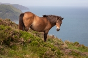 Exmoor-Pony