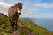 Exmoor-Pony