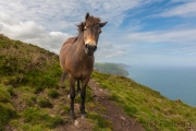 Exmoor-Pony