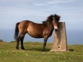 Exmoor-Pony