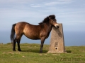 Exmoor-Pony