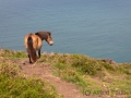 Exmoor-Pony