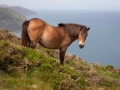 Exmoor-Pony