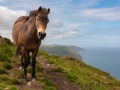 Exmoor-Pony