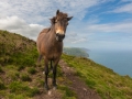 Exmoor-Pony