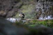 Wasseramsel