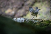 Wasseramsel