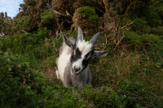Verwilderte Ziegen