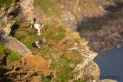 Verwilderte Ziegen