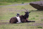 Verwilderte Ziegen