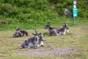 Verwilderte Ziegen