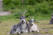 Verwilderte Ziegen