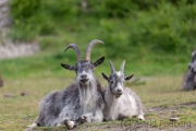 Verwilderte Ziegen