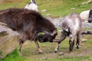 Verwilderte Ziegen