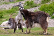 Verwilderte Ziegen