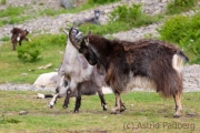 Verwilderte Ziegen