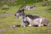 Verwilderte Ziegen