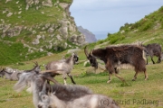 Verwilderte Ziegen