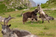 Verwilderte Ziegen