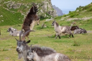 Verwilderte Ziegen