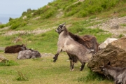 Verwilderte Ziegen