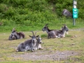 Verwilderte Ziegen