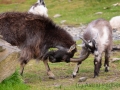 Verwilderte Ziegen
