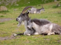 Verwilderte Ziegen