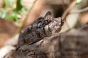 Riesenchamäleon;Madagaskar-Riesenchamäleon;Furcifer oustaleti