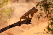 Riesenchamäleon;Madagaskar-Riesenchamäleon;Furcifer oustaleti