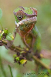 Panterchamäleon;Furcifer pardalis (w)