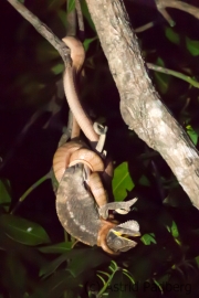 Schlange erlegt Chamäleon, Ankarafantsika NP