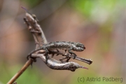 Nashornchamäleon,Furcifer rhinoceratus