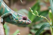 Exotic Reptile Parc