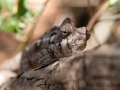 Riesenchamäleon;Madagaskar-Riesenchamäleon;Furcifer oustaleti