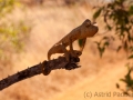 Riesenchamäleon;Madagaskar-Riesenchamäleon;Furcifer oustaleti