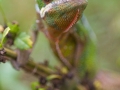 Panterchamäleon;Furcifer pardalis (w)