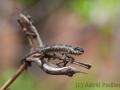 Nashornchamäleon,Furcifer rhinoceratus