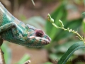 Exotic Reptile Parc