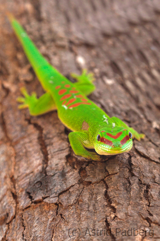 Großer Madagaskar-Taggecko;Phelsuma grandis