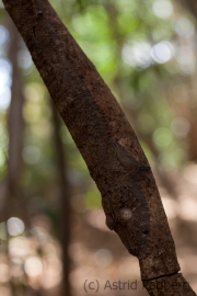 Uroplatus sikorae;Mossy leaf-tailed gecko;Blattschwanzgecko