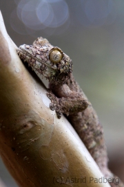 Leaf tailed Gecko;Uroplatus fimbriatus